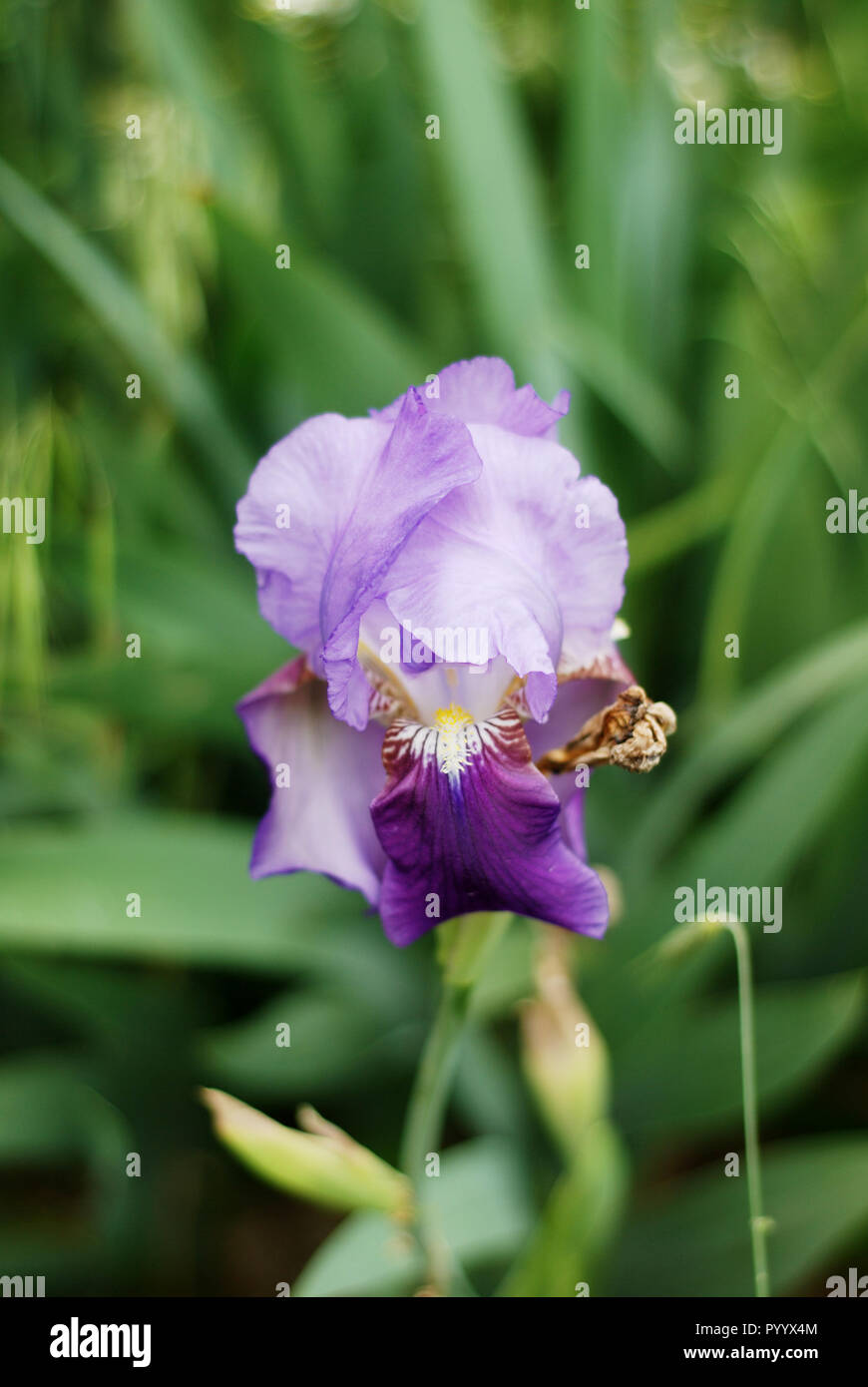 Iris Blume im grünen Garten Nahaufnahme Stockfoto