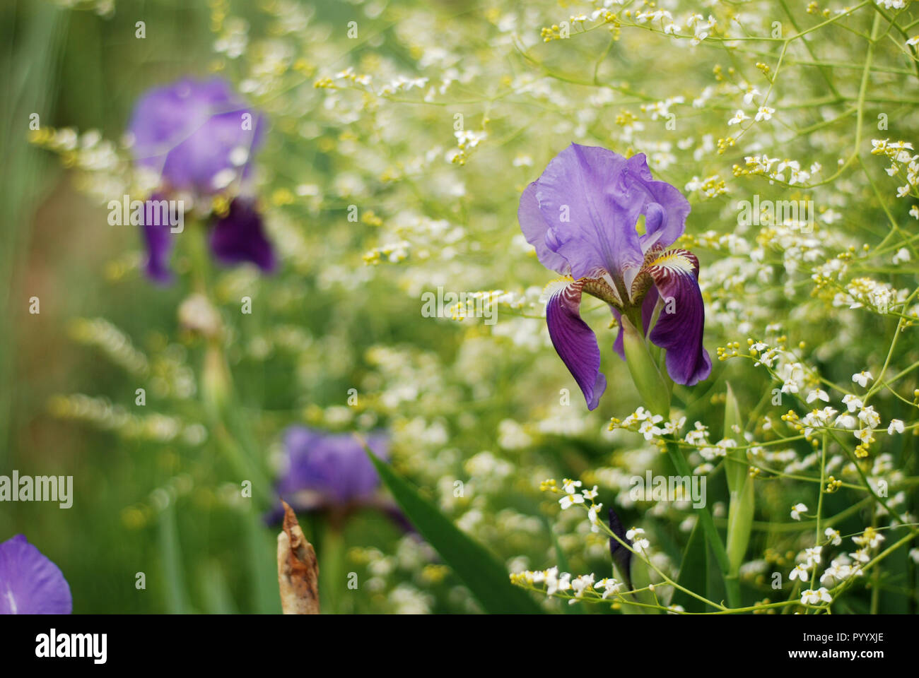 Iris Blume im grünen Garten Nahaufnahme Stockfoto