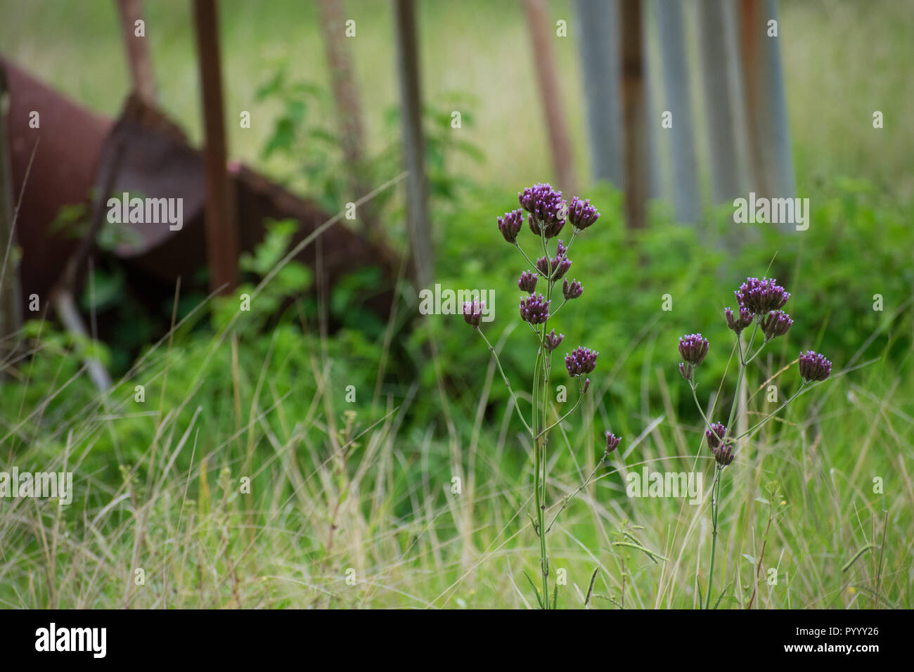Einen ruhigen Bereich der hohen Gras in der Landschaft mit lila Blumen wiegen sich im Wind. Stockfoto