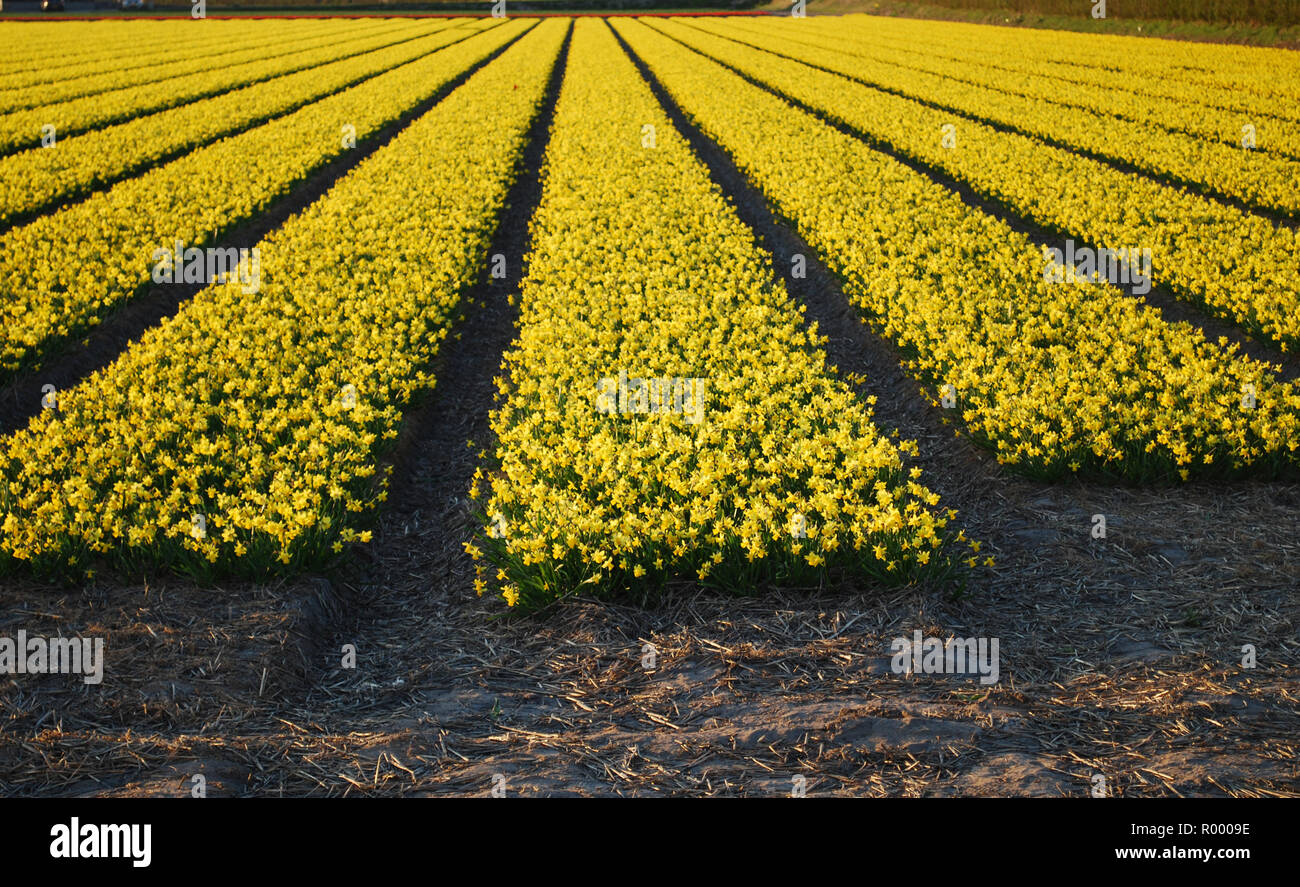 Felder der gelben Narzissen auf den Sonnenuntergang. Abend Landschaft der frühen Frühling in den Niederlanden. Stockfoto