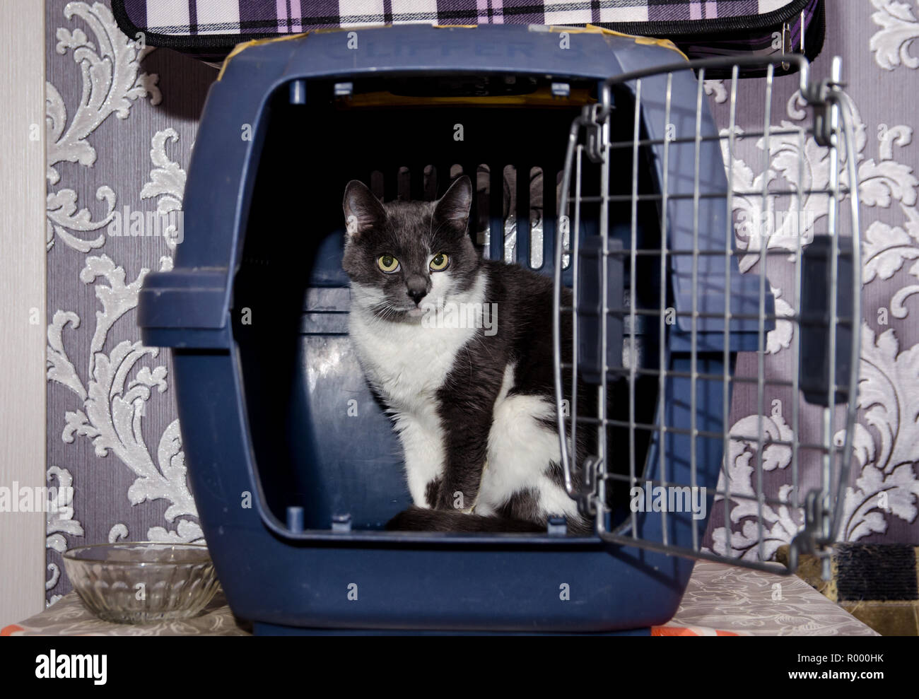 2-farbige Katze in der Tasche hat Angst, nach draußen zu gehen Stockfoto