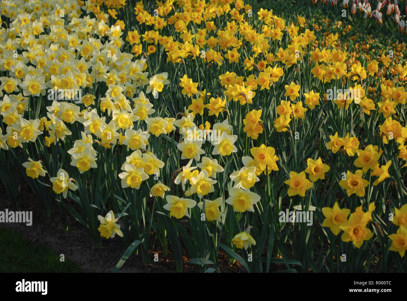 Vielen gelben Narzissen im Beet gewachsen. Frühling in den Niederlanden