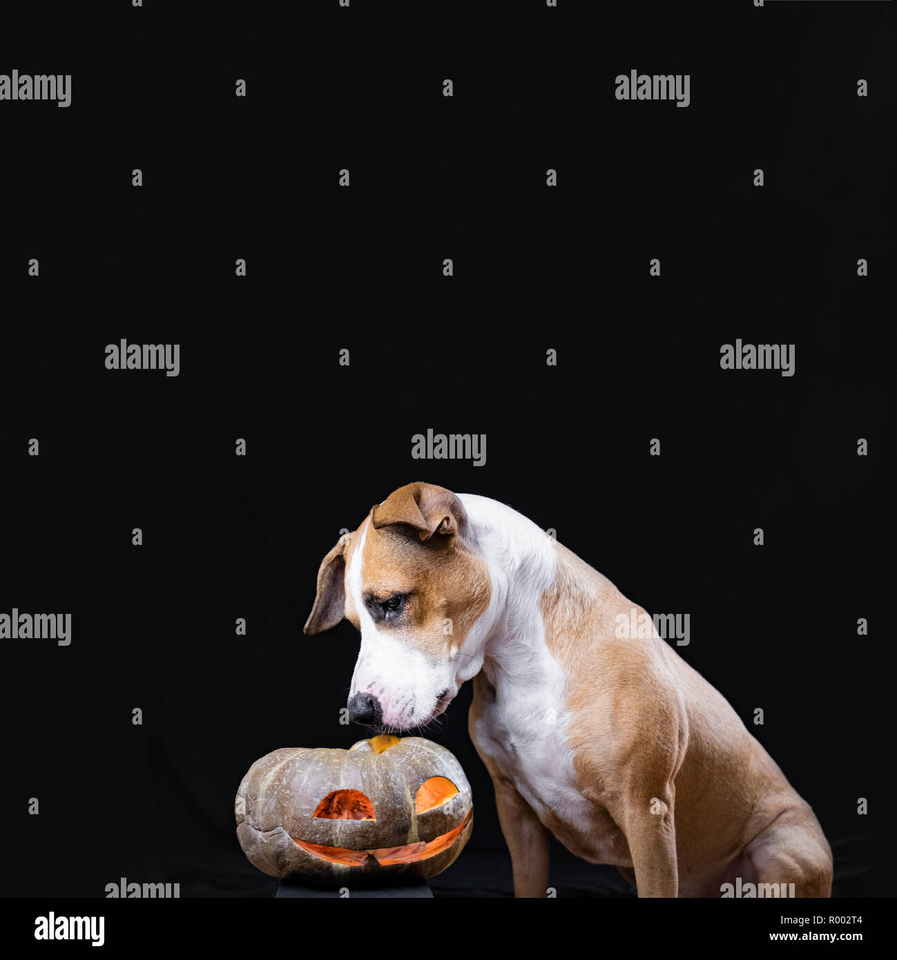 Hund und Halloween Kürbis Laterne auf schwarzem Hintergrund. Cute Staffordshire Terrier Welpe sitzt und schaut auf geschnitzten Jack'o'Lantern face Stockfoto