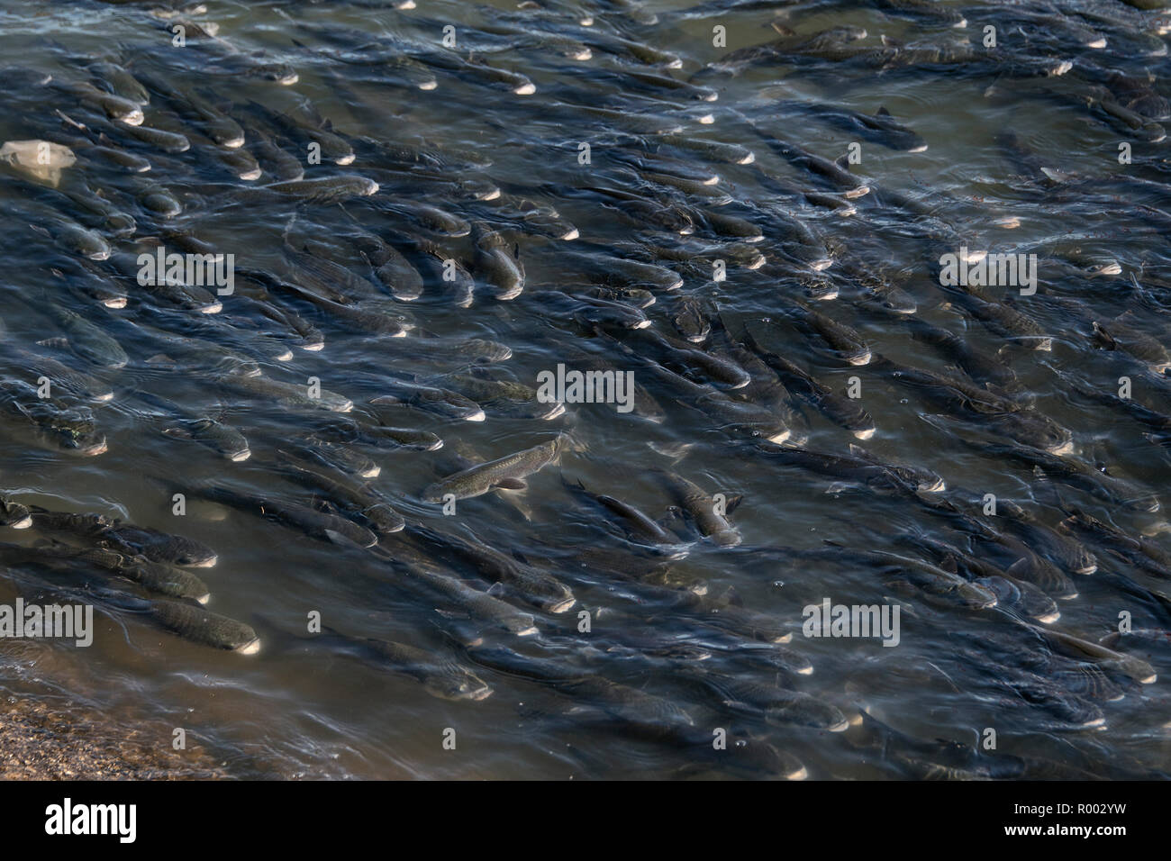 Großen Schwarm Fische im Fluss Tejo (Rio Tejo), Lissabon, Portugal. Stockfoto