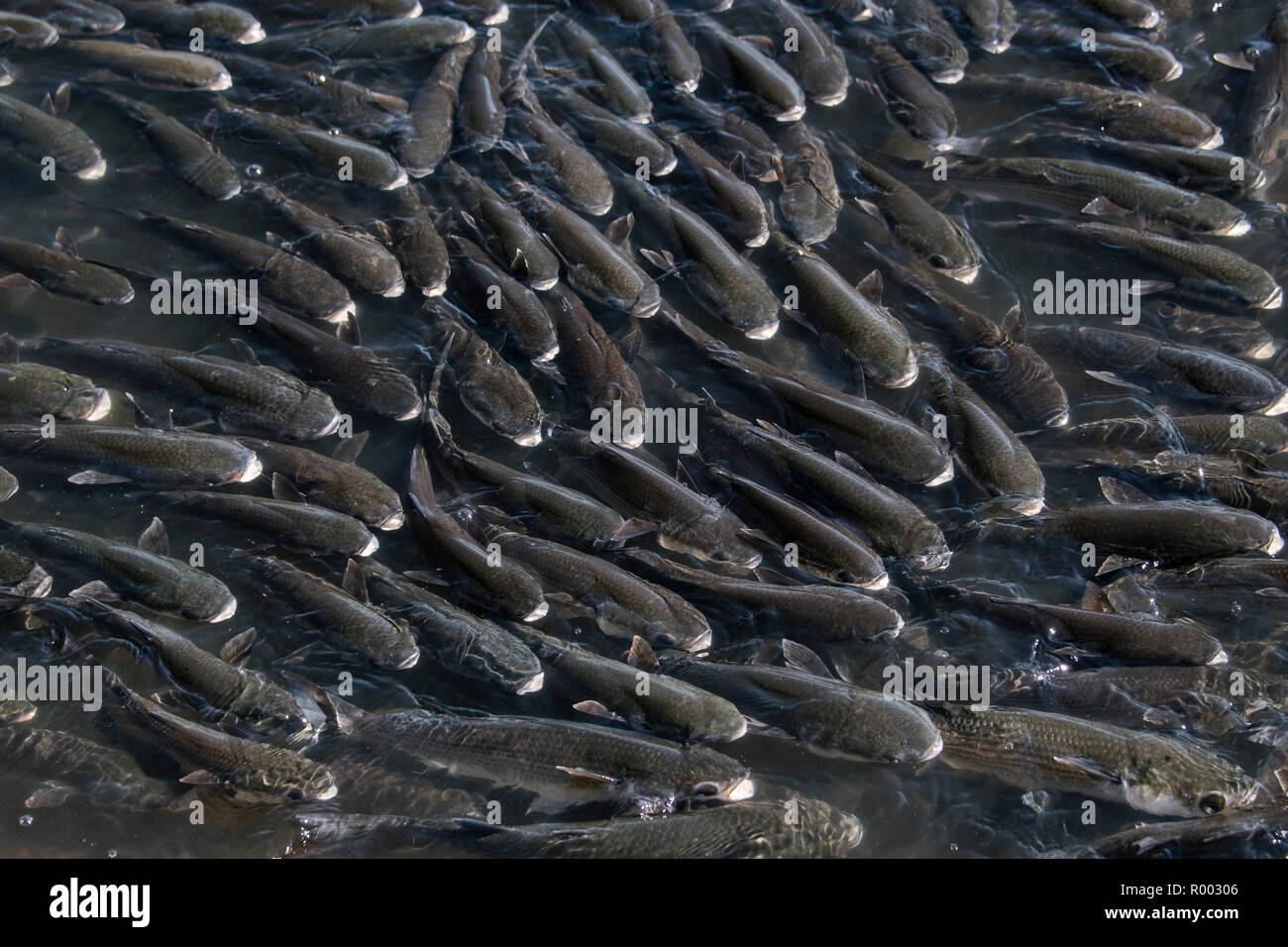 Großen Schwarm Fische im Fluss Tejo (Rio Tejo), Lissabon, Portugal. Stockfoto