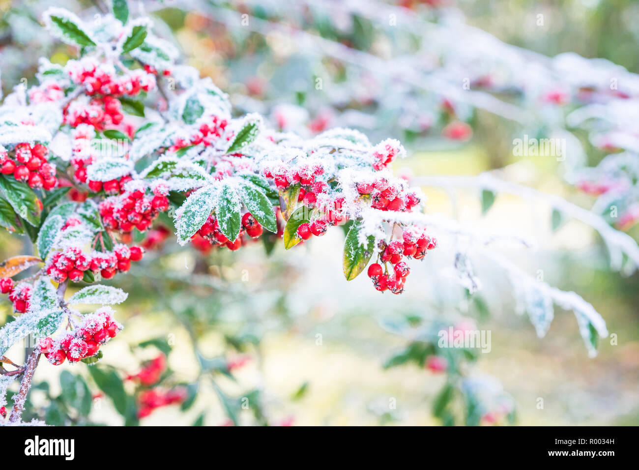 Red firethorn bedeckt mit Raureif, Stockfoto