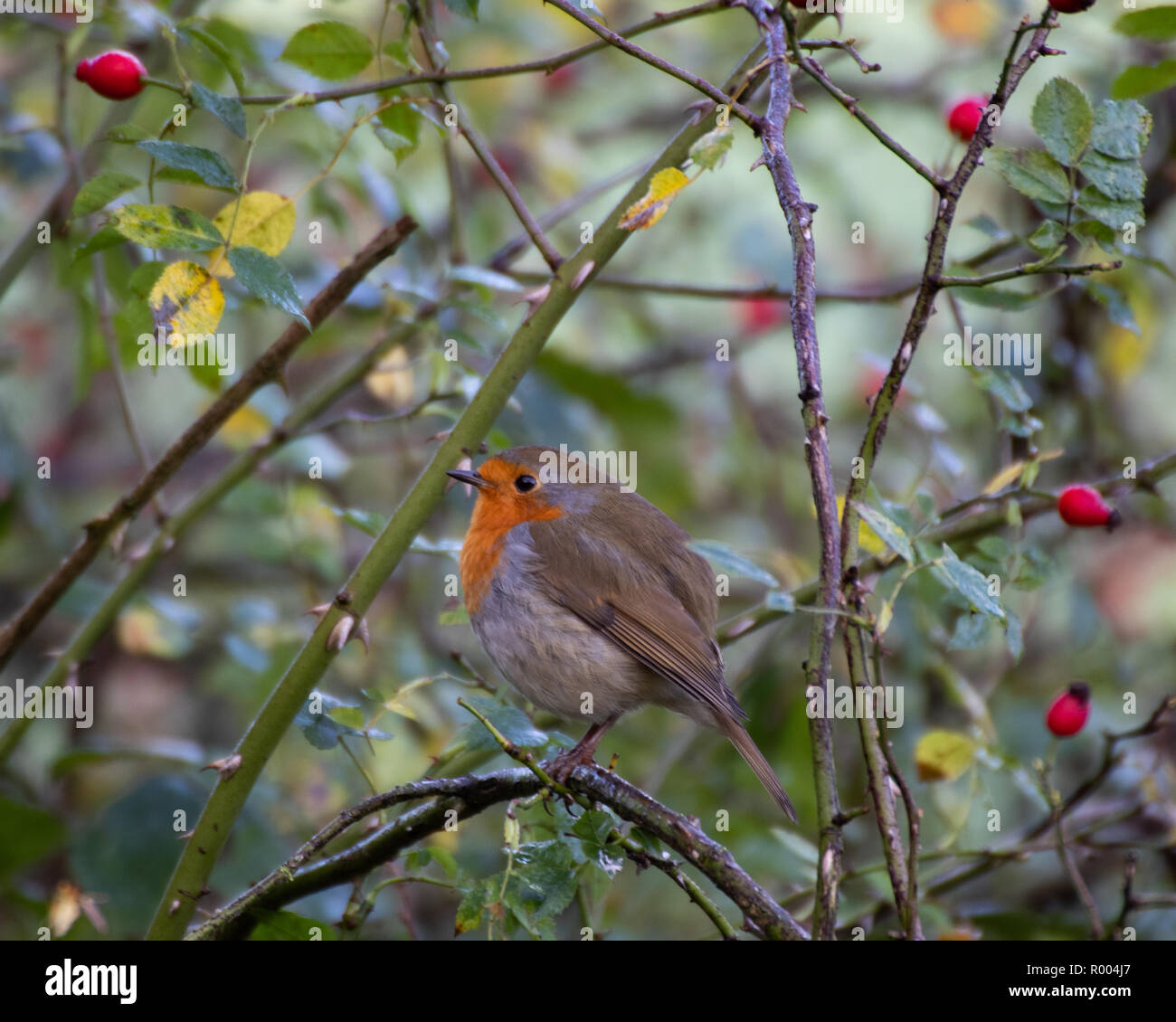 Europäische Robin in einem Busch mit roten Beeren Stockfoto