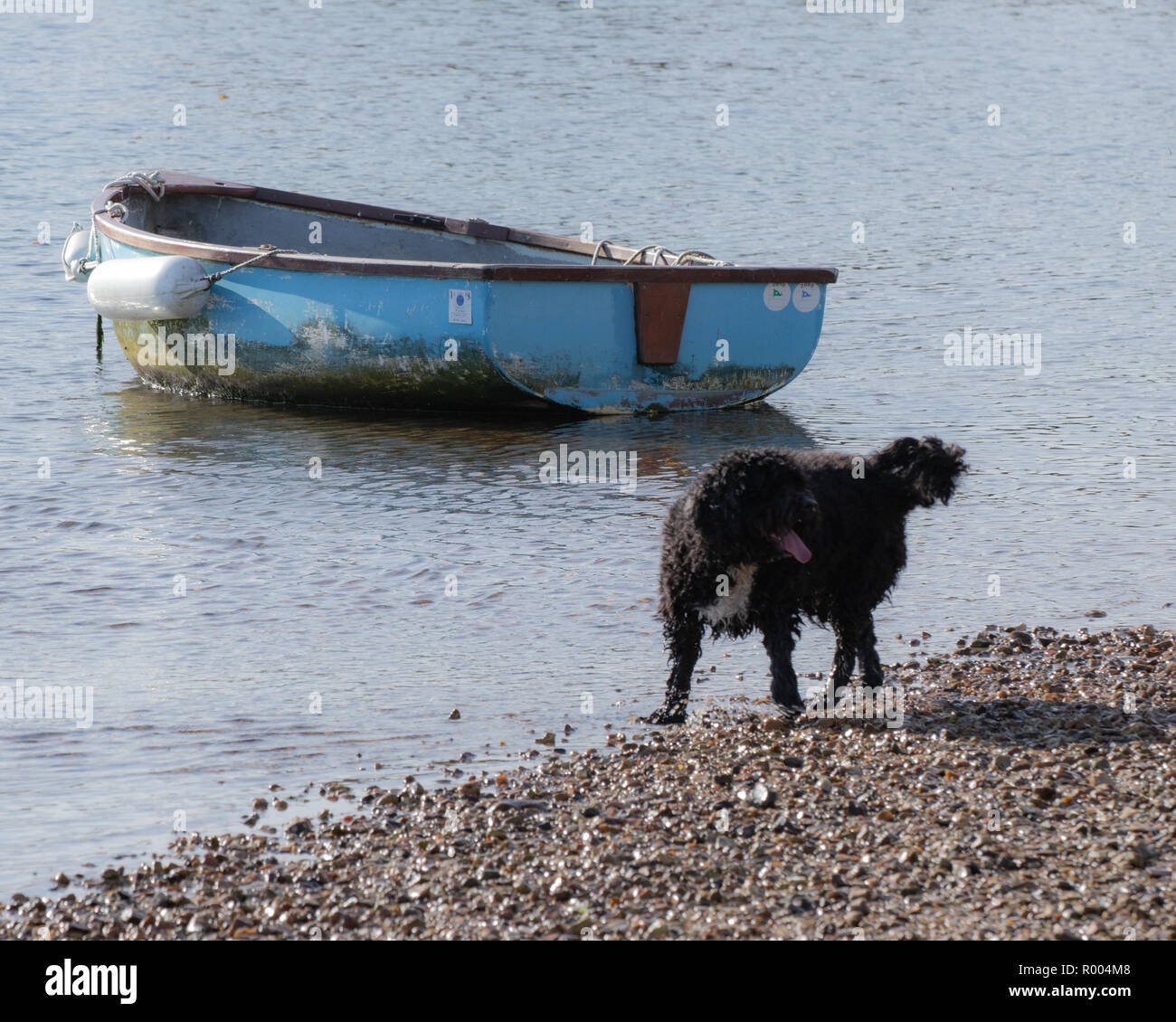 Hund spielen am Strand mit hölzernen Boot im Hintergrund Stockfoto