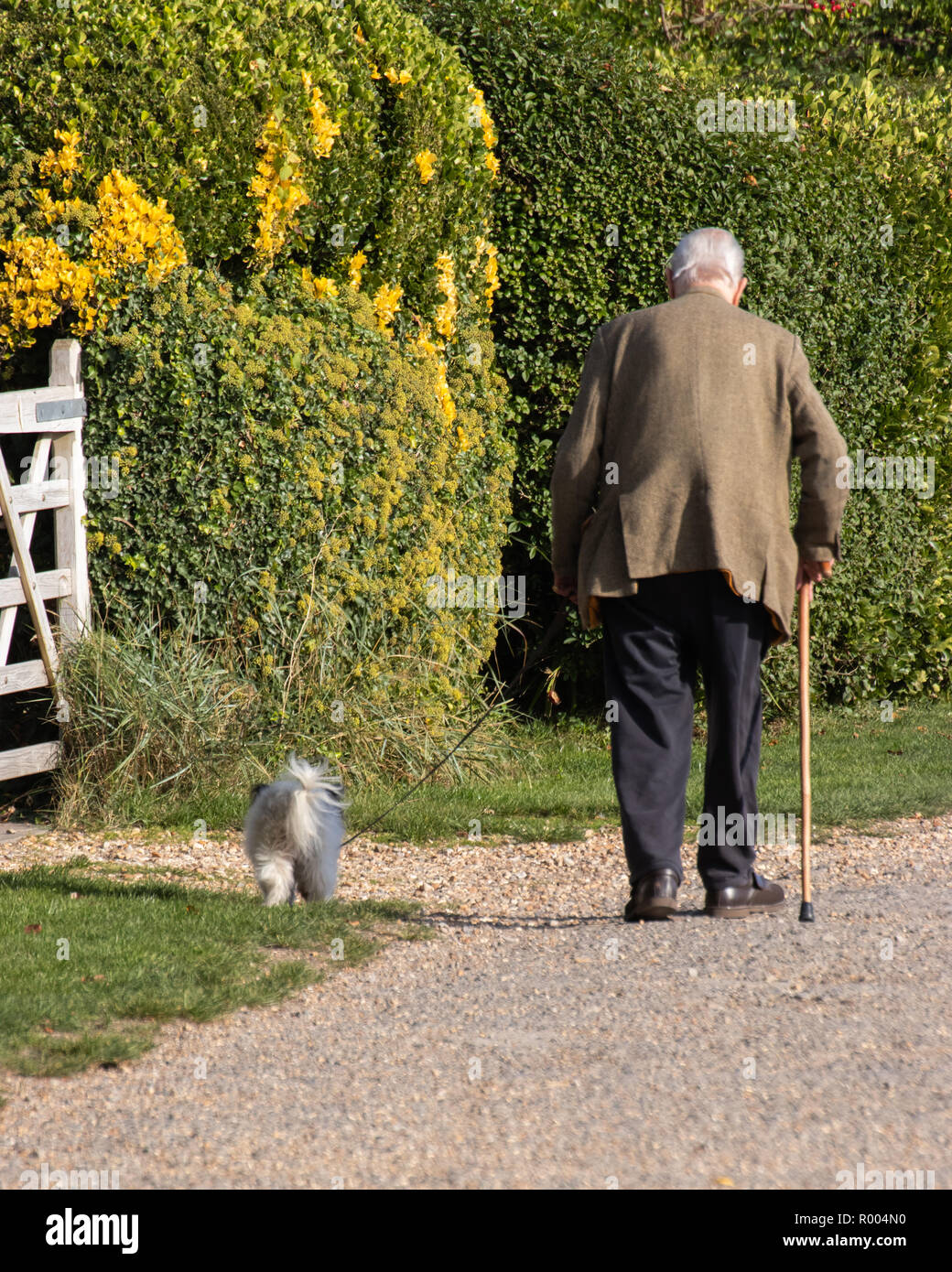 Ein älterer Mann mit einem Stock zu Fuß Hund an der Leine Stockfoto