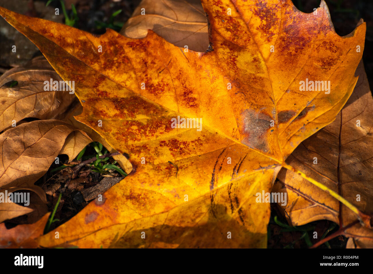 Eine Nahaufnahme der Braune Blätter im Herbst auf dem Waldboden Stockfoto