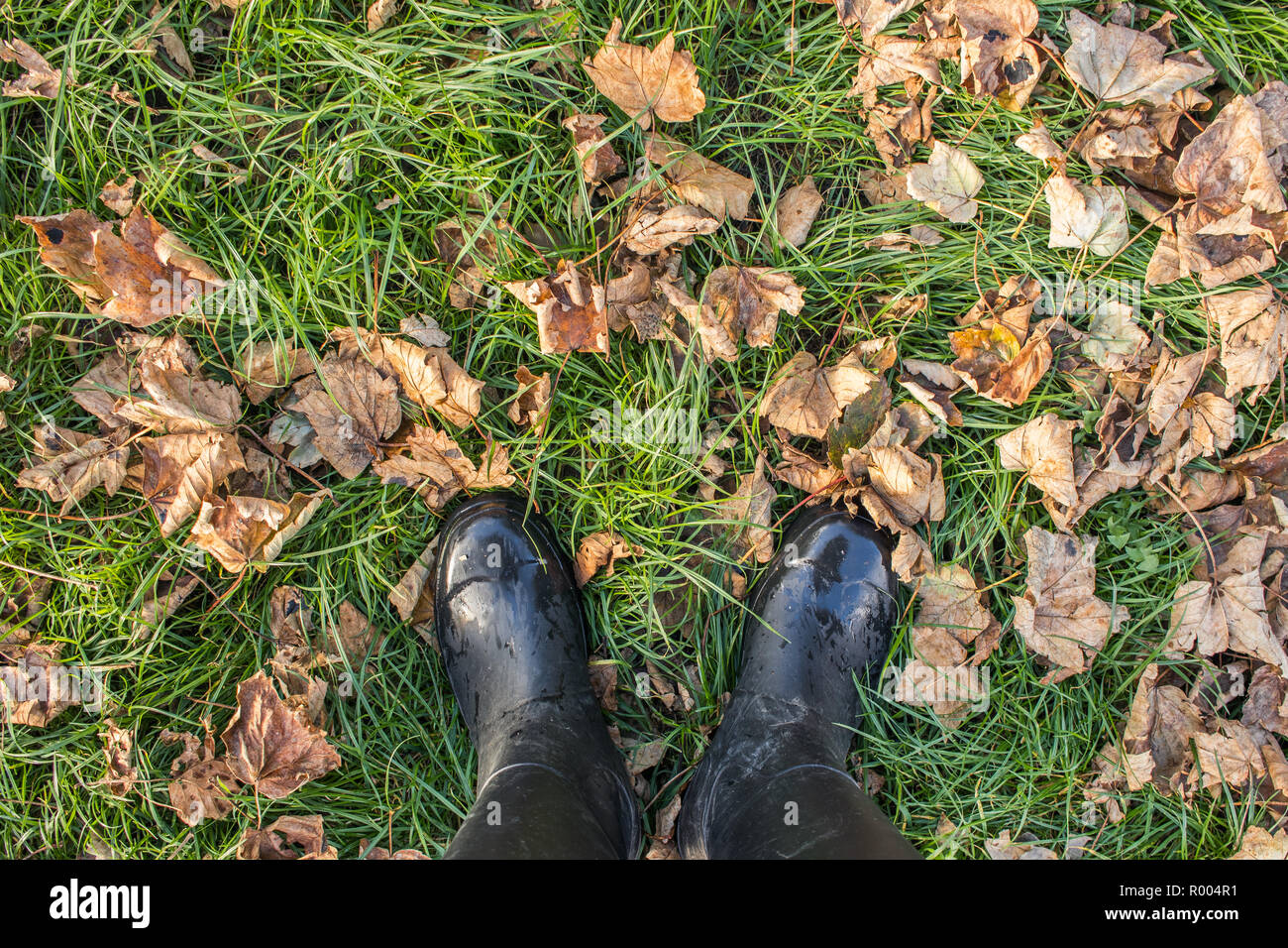 Blick nach unten in Wet schwarz Welllington Stiefel oder wellies durch Blätter im Herbst umgeben Stockfoto