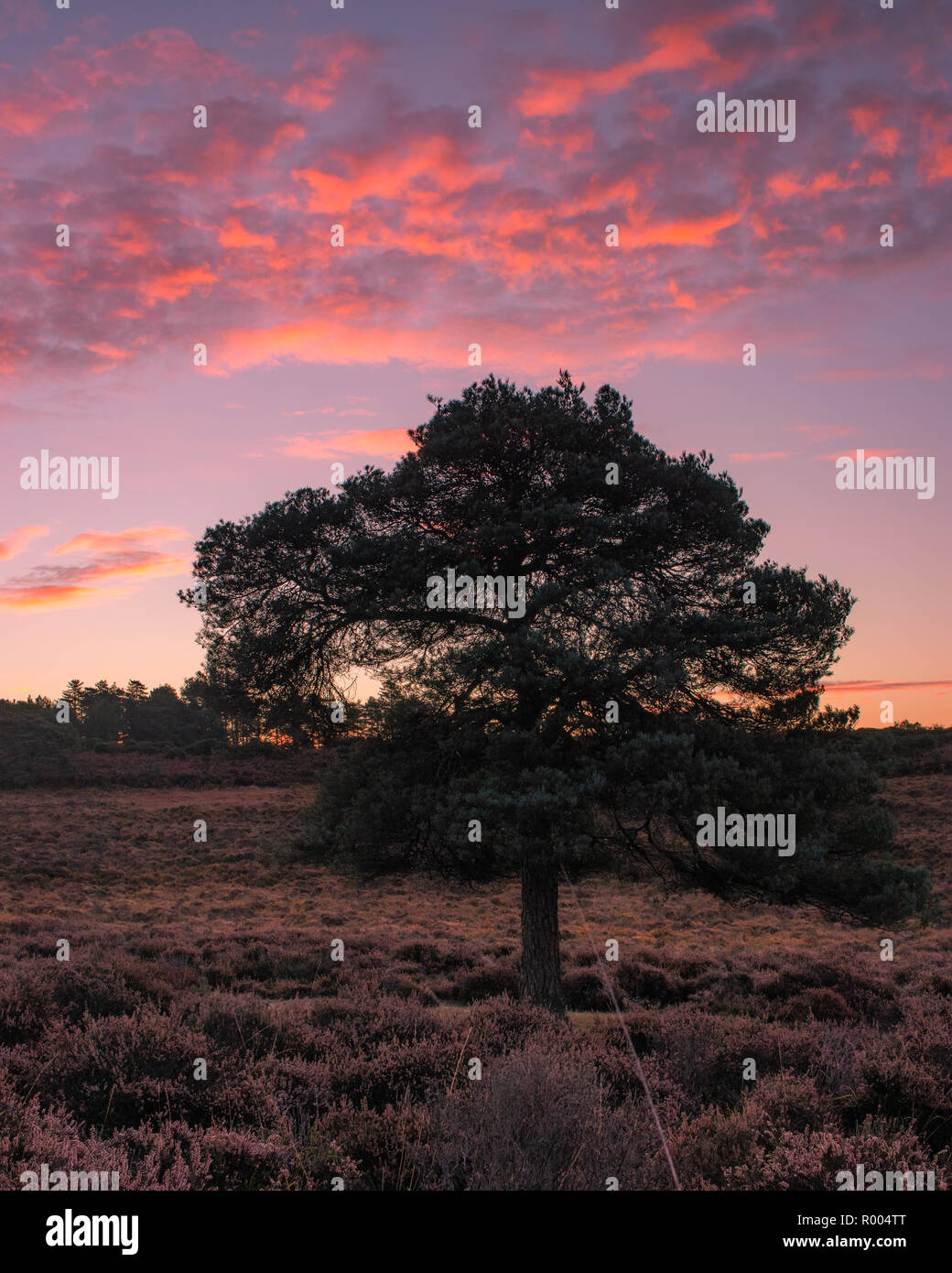 Ein einzelner Baum bei Sonnenaufgang in der englischen Landschaft Stockfoto