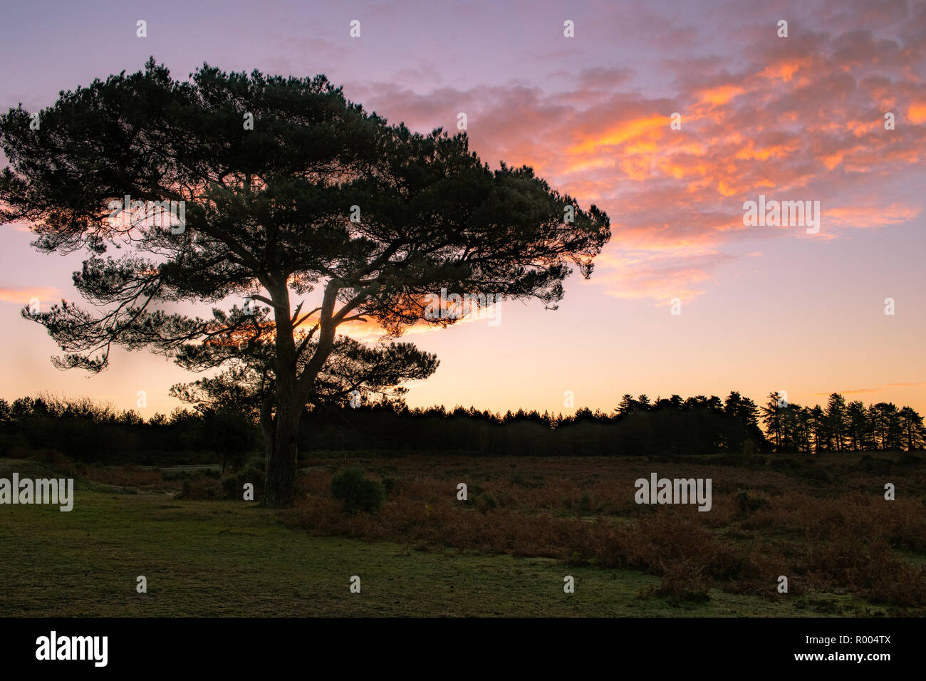 Ein einzelner Baum bei Sonnenaufgang in der englischen Landschaft Stockfoto