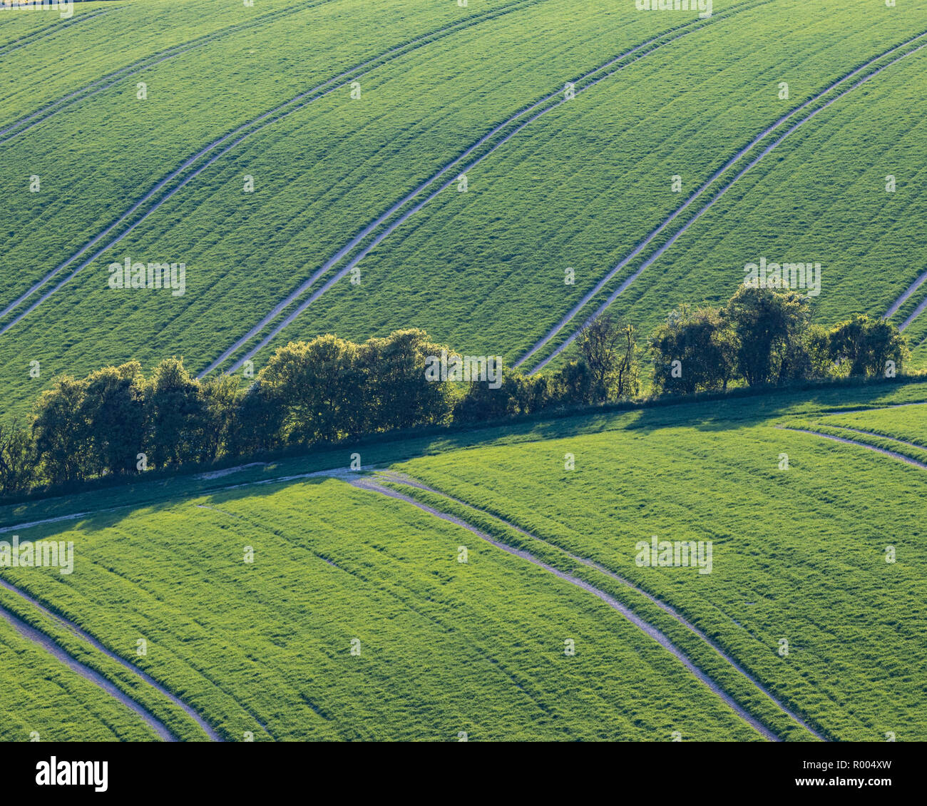 Sanften grünen Hügeln und Feldern mit einer Reihe von Baum zu trennen Stockfoto