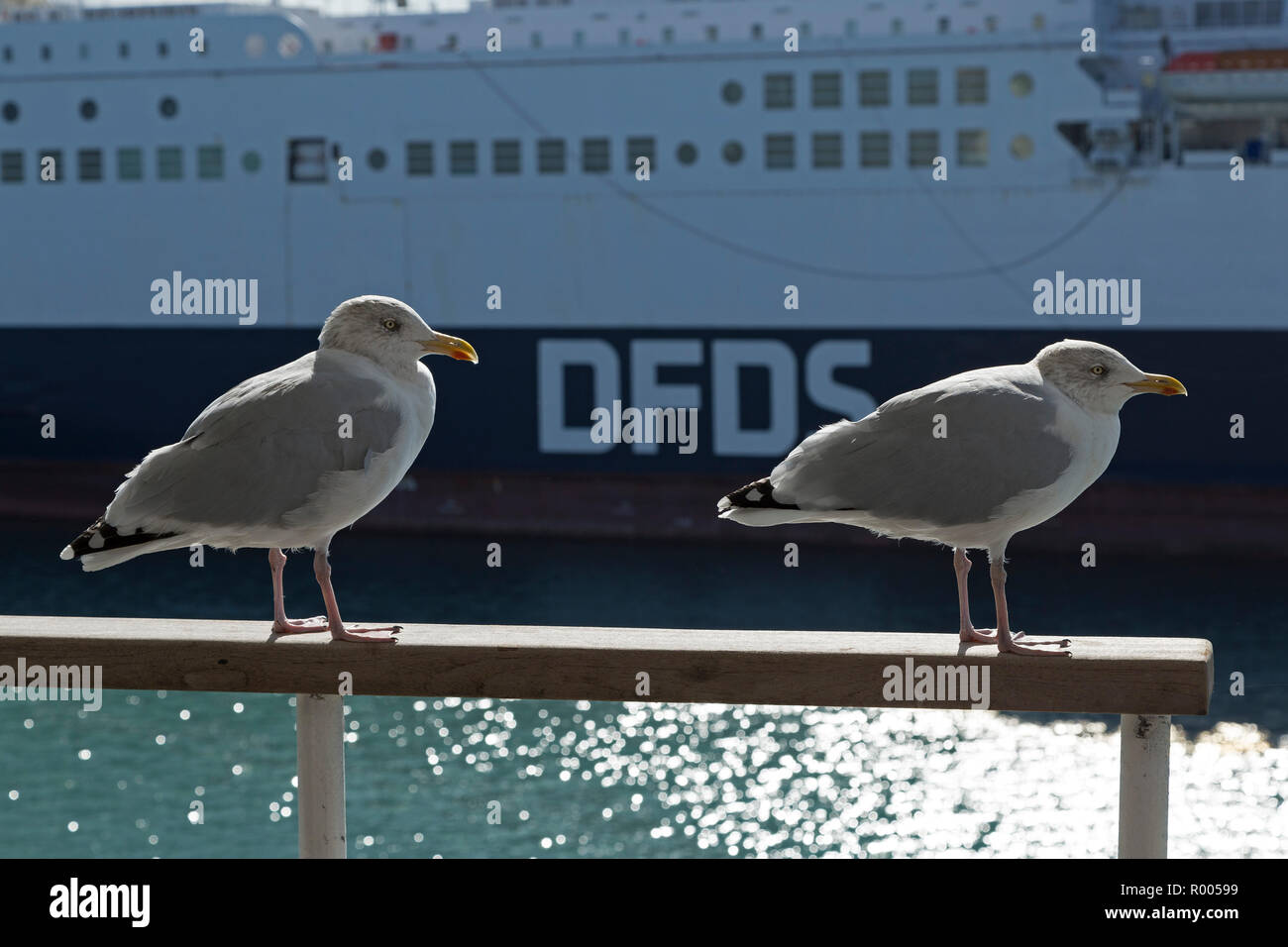 Europäische Silbermöwe (Larus argentatus) auf der Fähre nach England, Dünkirchen, Frankreich Stockfoto