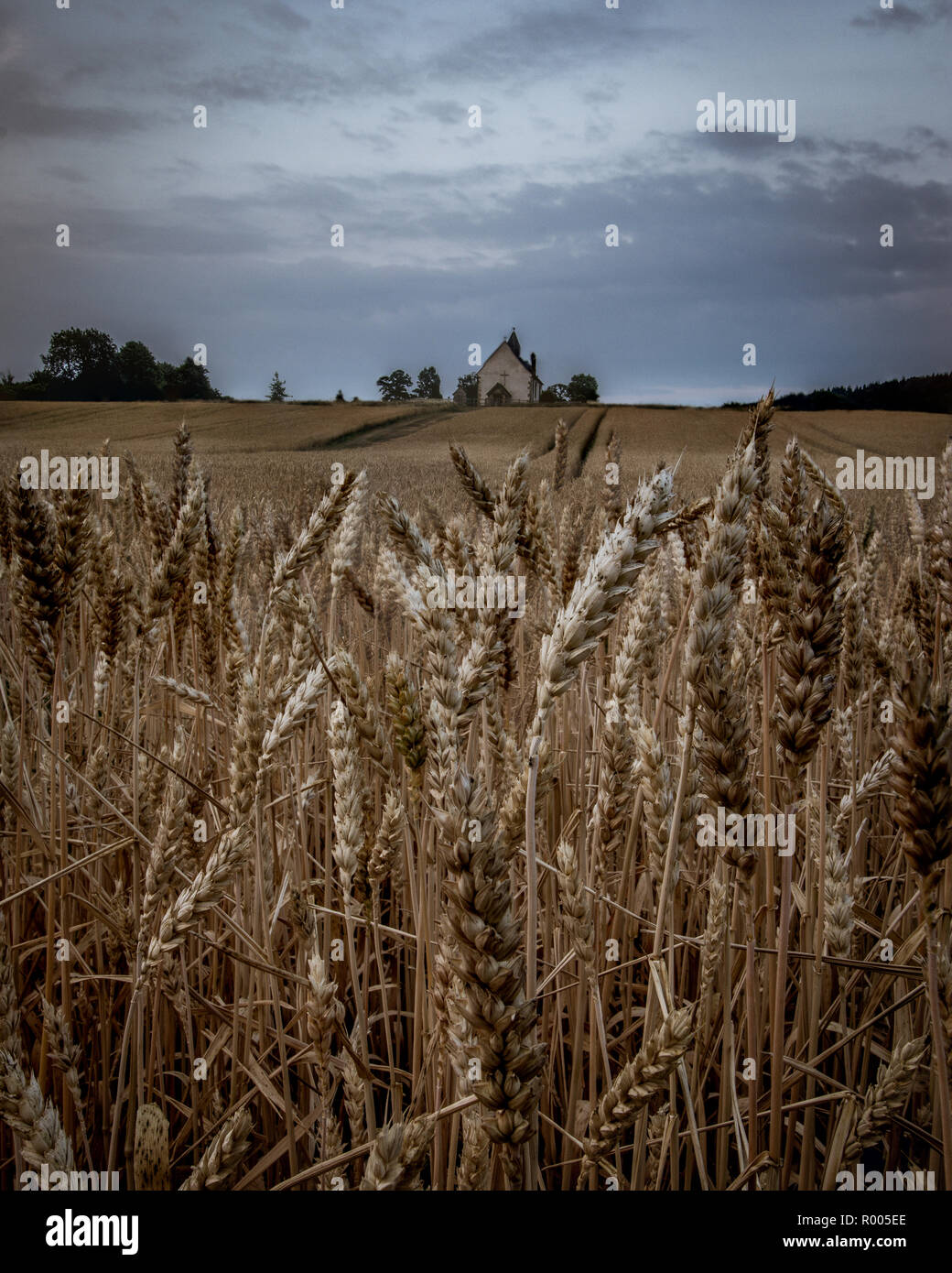 St. Hubert's Kirche Idsworth von Weizen Feld umgeben Stockfoto