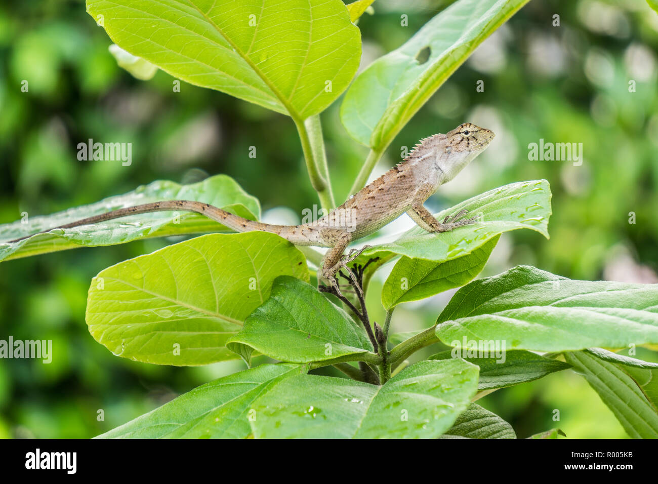Nahaufnahme eines grünen schöne Echse oder Lacertilia auf grüne Blätter im Wald Stockfoto