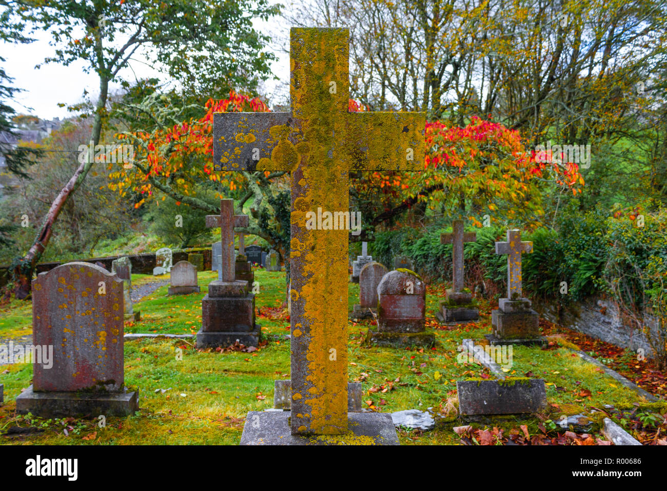 Gelbe flechten Flechten wachsen auf einen Grabstein auf einem Friedhof oder Kirchhof im Herbst Stockfoto