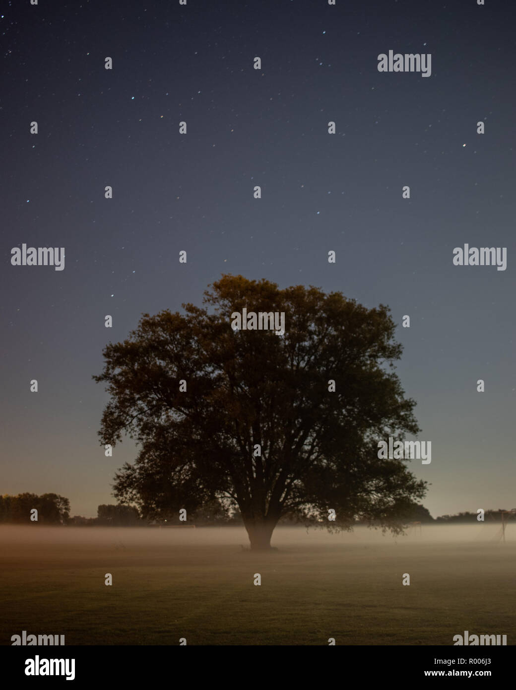 Einzelnen Baum in einem nebligen Bereich nachts mit Stars Overhead, Hampshire, Großbritannien Stockfoto