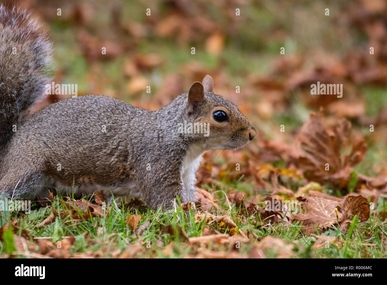 Ein graues Eichhörnchen sitzt auf braune Blätter im Herbst Stockfoto