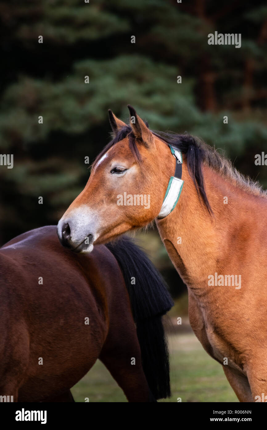 Eine braune New Forest pony Nahaufnahme Stockfoto