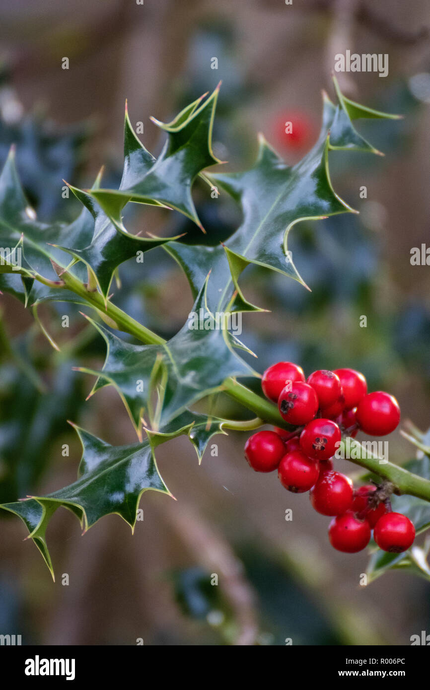 Holly Busch Mit Roten Beeren Stockfotos und bilder Kaufen Alamy
