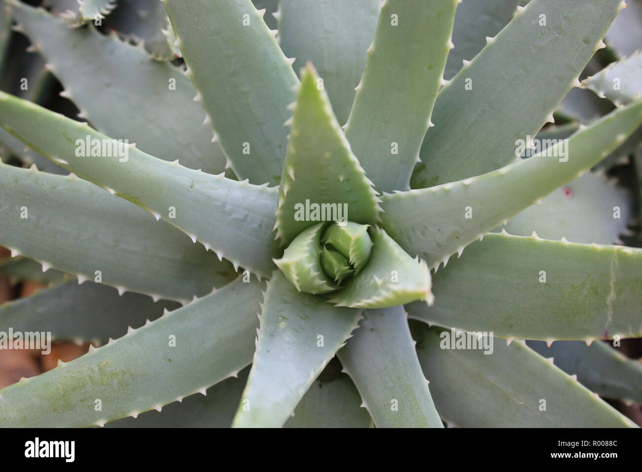 Standard- und allgegenwrtigen wunderschn und makellos Aloe Vera Pflanze  kultiviert Zierpflanzen Kakteen und Sukkulenten wste Pflanzen in einer  trockenen Umgebung, erste hilfe Aloe, brennen, chinesische Aloe, Aloe,  indische Aloe, Barbados Aloe ...