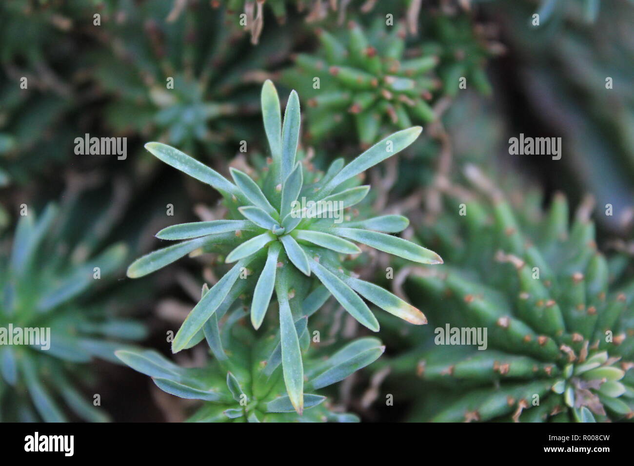 Euphorbia bioensis, e. Bioensis, kultivierte Zierpflanzen sukkulente Wüste Pflanzen in einer trockenen Umgebung. Euphorbiaceae Stockfoto