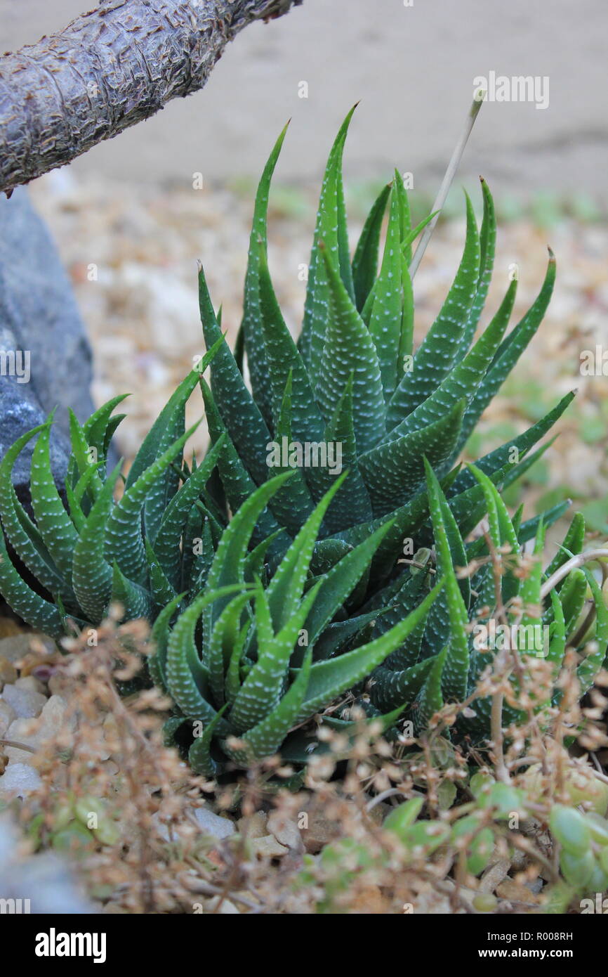 Zierpflanzen wei gesprenkelt Aloe Vera sukkulente Wste Pflanzen in einer  trockenen Umgebung angebaut Stockfotografie - Alamy