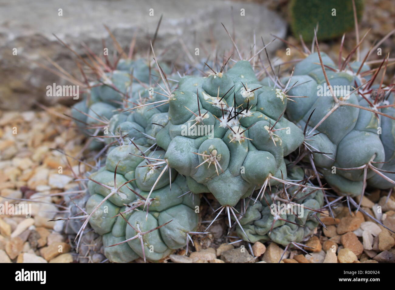 G anisitsii Fotos und Bildmaterial in hoher Auflösung Alamy