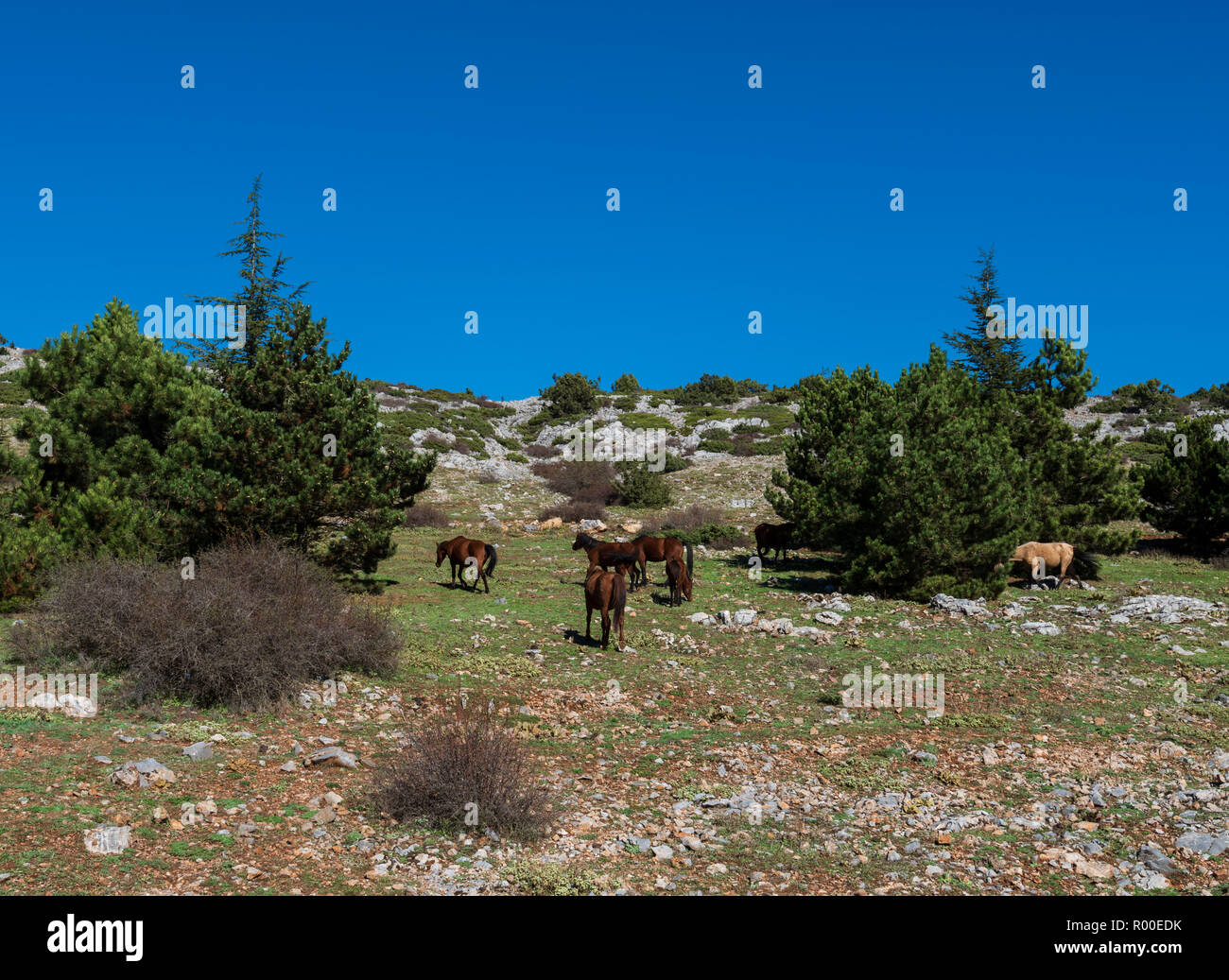 Wilde Pferde Turkisch Yilki Atlari An Spil Berg Manisa Turkei Stockfotografie Alamy