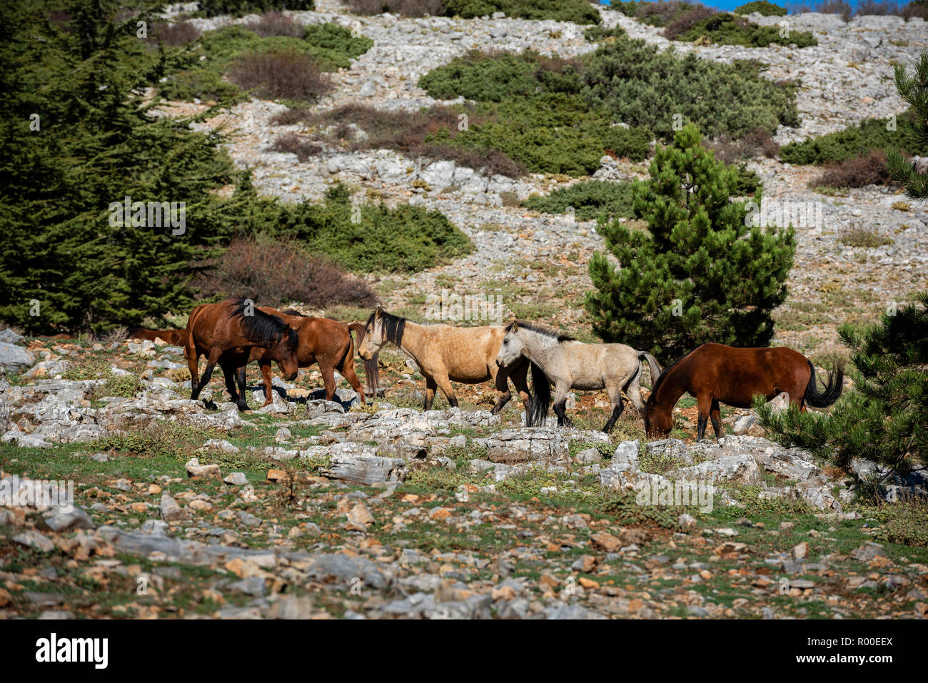 Wilde Pferde (Türkisch; Yılkı Atları) an Spil Berg, Manisa, Türkei Stockfoto