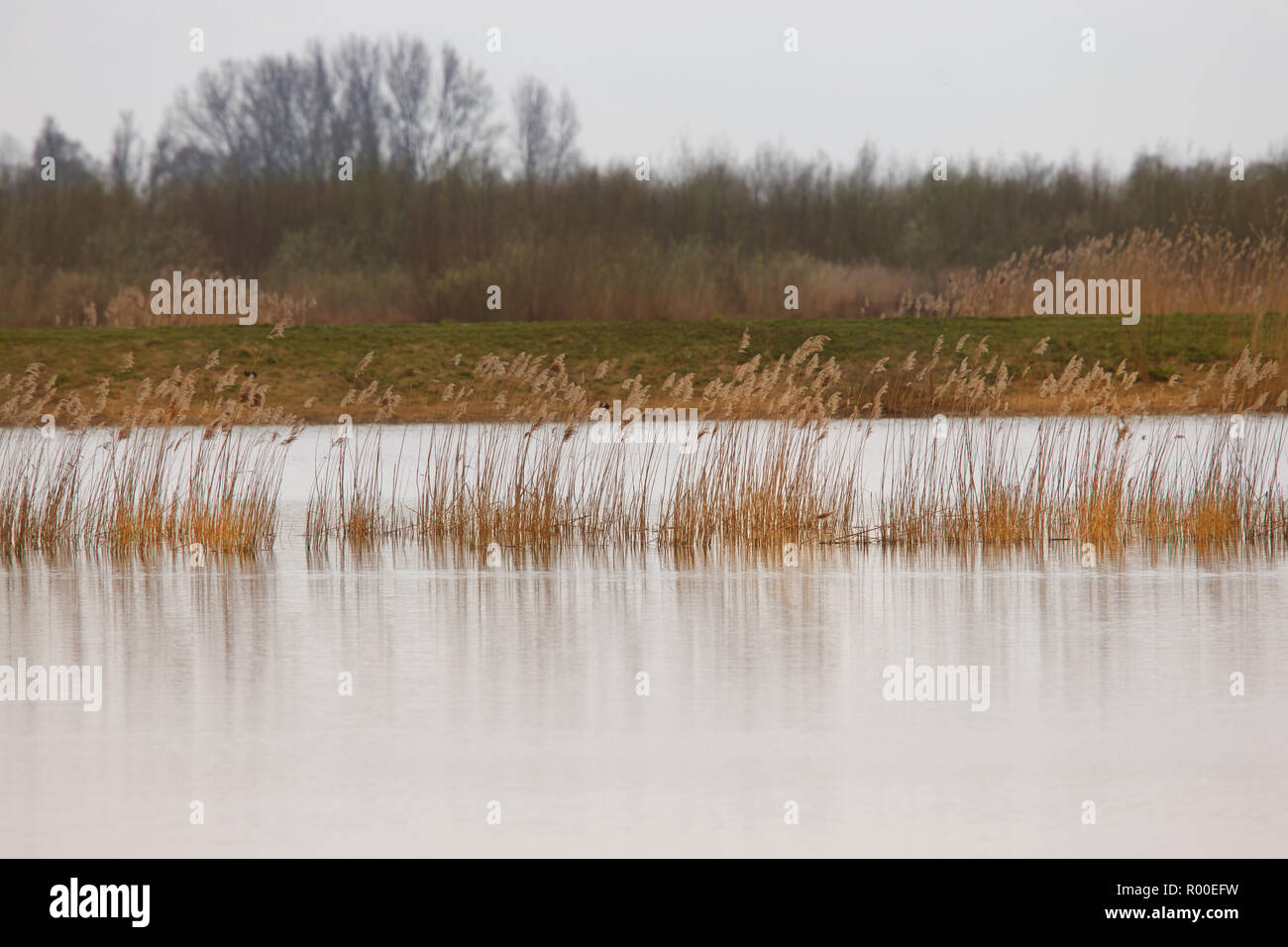 Baum verschlungen Fotos und Bildmaterial in hoher Auflösung Alamy