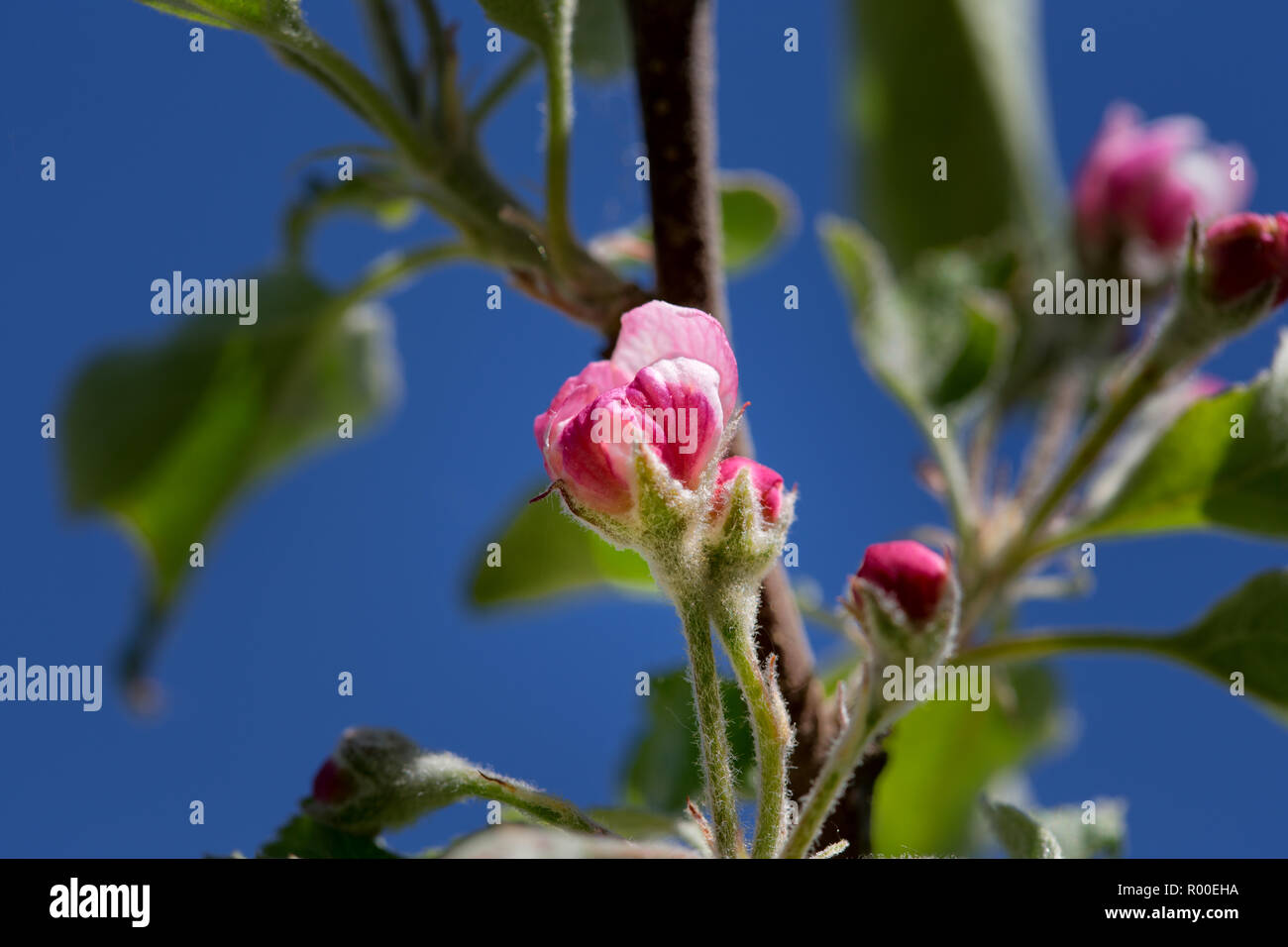 Apfelblüte Apfelblüte kurz vor dem Ausklappen Stockfoto