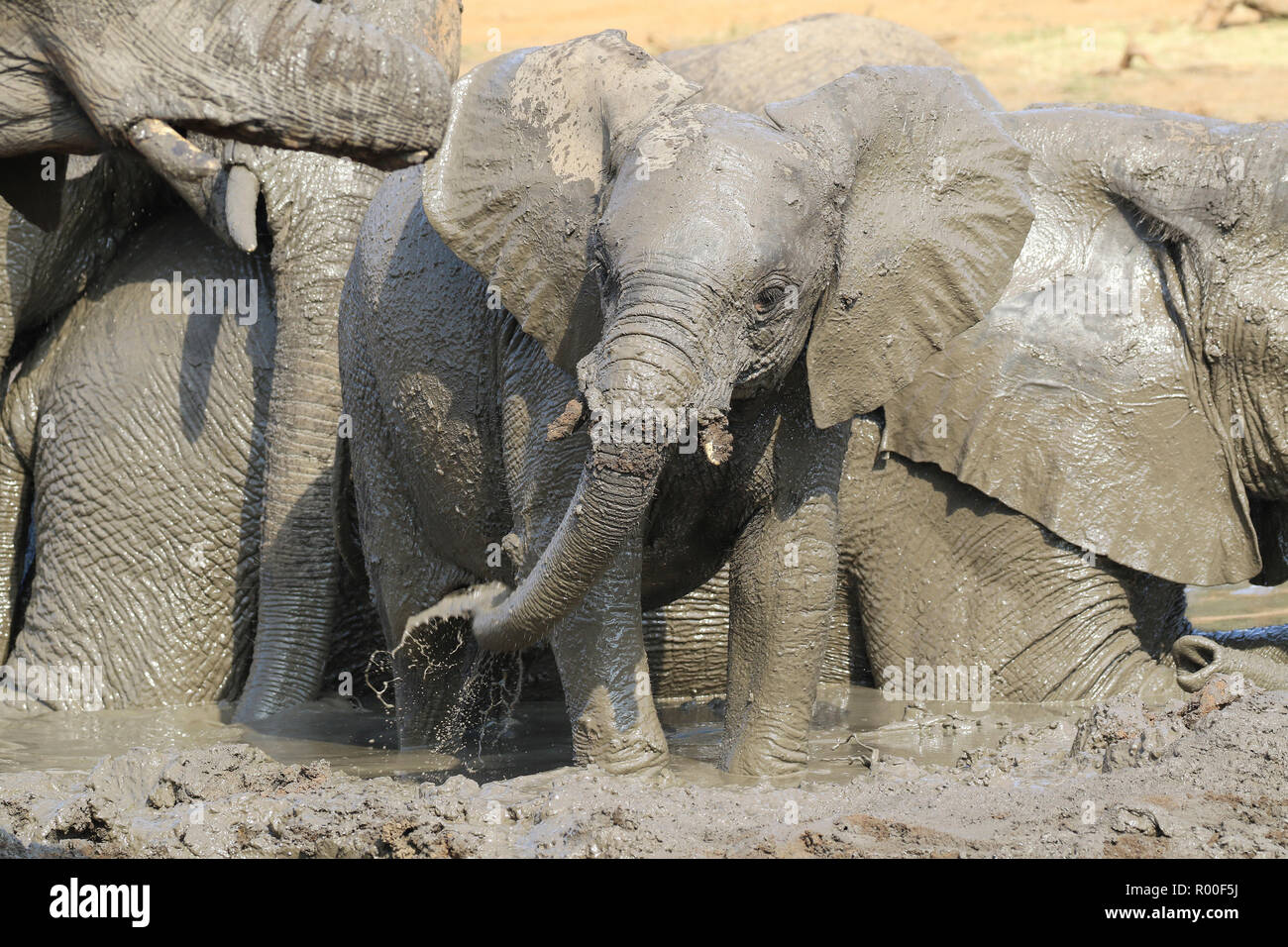 Afrikanischer Elefant Loxodonta africana Kalb Suhlen in Schlammbad mit Herde in Sable dam Kruger National Park Südafrika Stockfoto