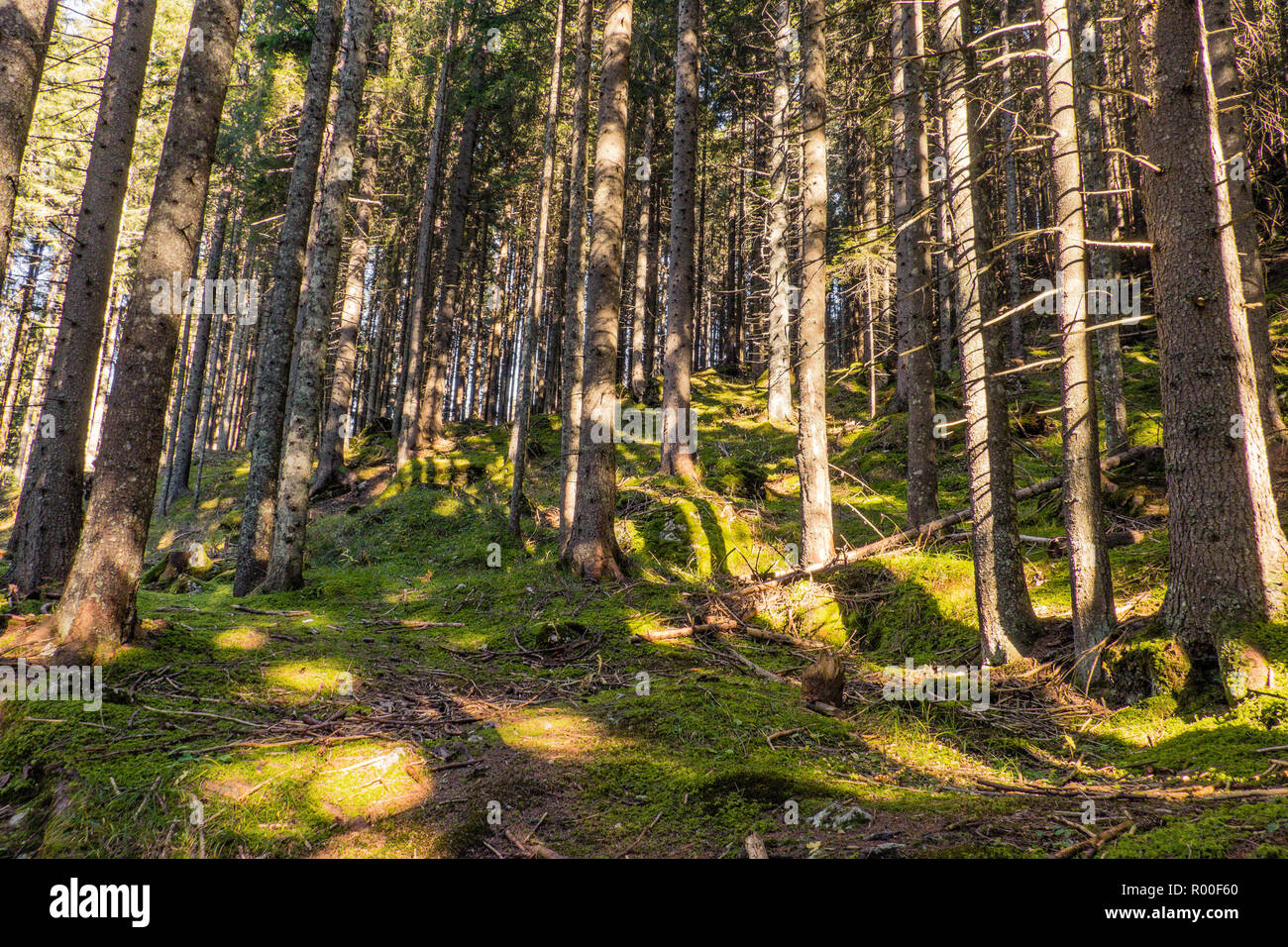 Lärchenwald auf den italienischen Alpen Stockfoto