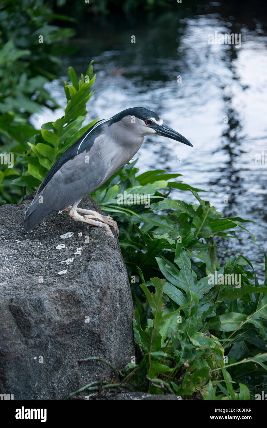 Gestreift Heron nach geduldig Pirschen kleine Fische, Frösche und aquatischen Insekten von seinen felsigen Barsch am Ufer des Sees Stockfoto