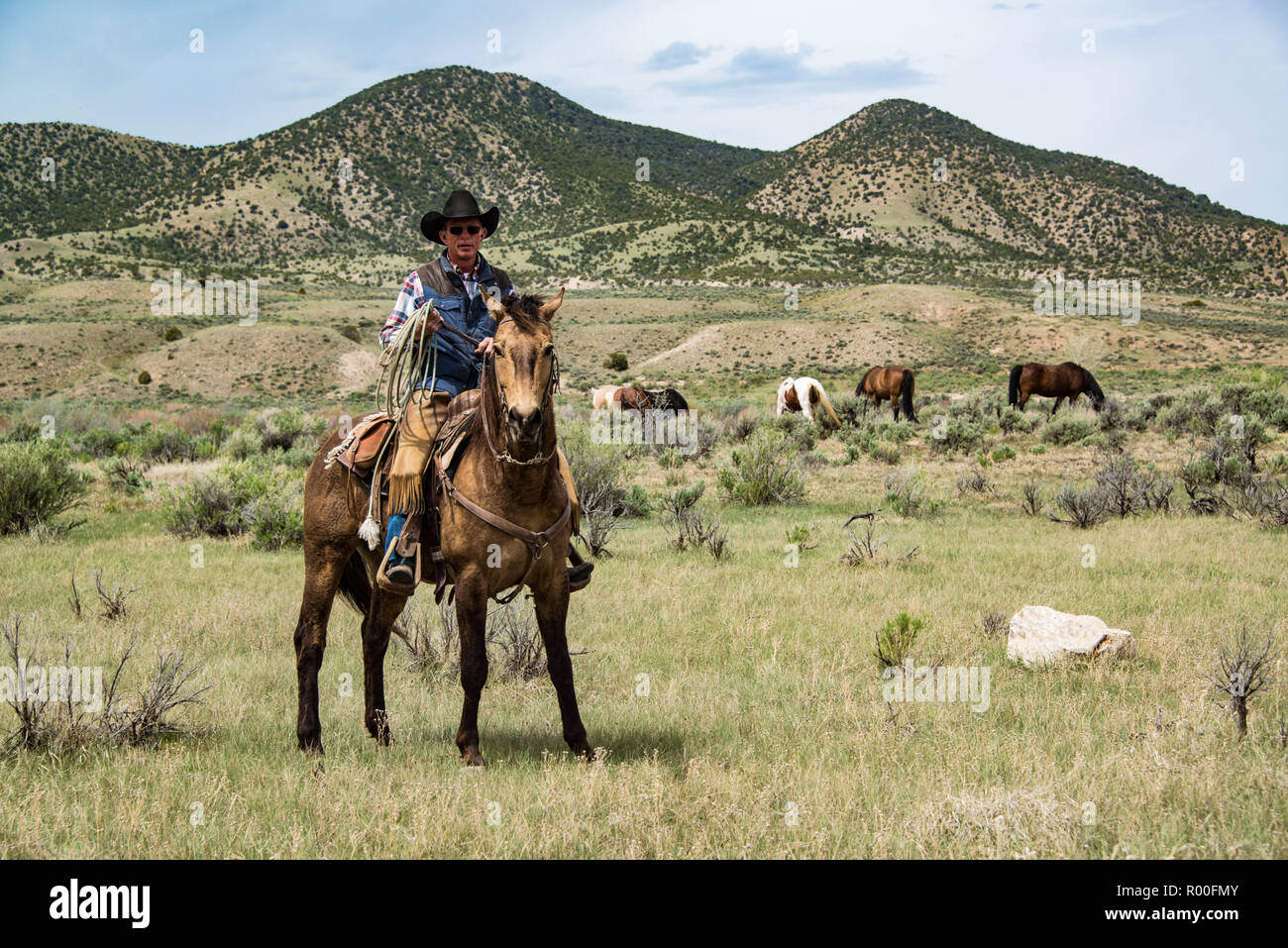 Wrangler Cowboy Ranch Hand und lariat Seil auf Pferd, Pferd, Herde, wie sie auf der Wiese grasen Stockfoto