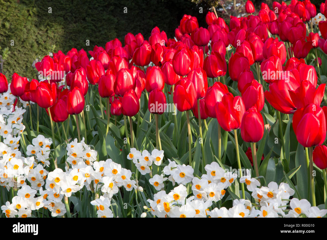 Wunderschöne rote Tulpen von untergehenden Sonne hervorgehobener Form ein Dreieck Form in Pflanzen mit weißen Narzissen und Grün Stockfoto