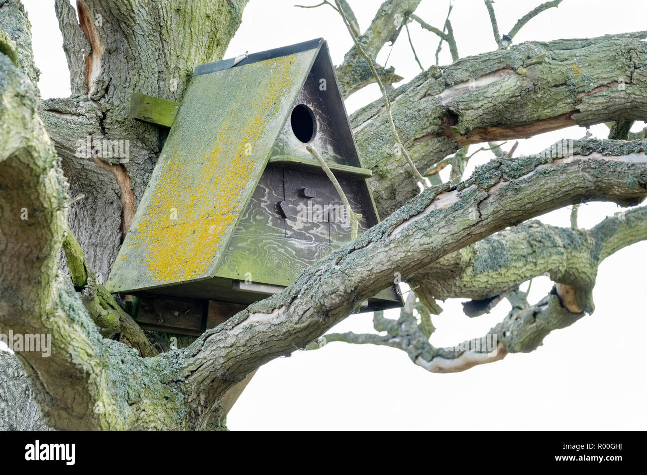Flechten bedeckt Barn Owl Nest in einem toten Eiche untergebracht. Hazlewood Sümpfe, Suffolk, England, Großbritannien Stockfoto