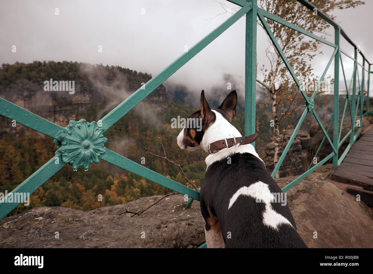 Die Böhmische Schweiz (Böhmische Schweiz oder Ceske Schweiz) National Park. Puppy dog ist Sightseeing neblige Landschaft mit Fichtenwald. Stockfoto