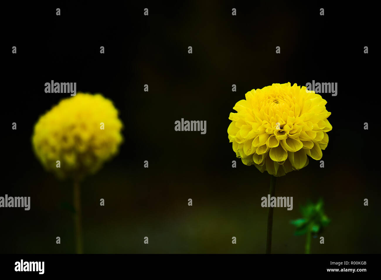 Wunderschön gelben Dahlien auf dunklen schwarzen Hintergrund. Stockfoto