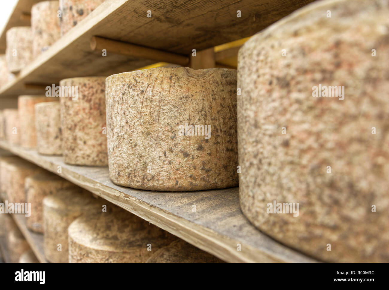 Detail Schwerpunkt der Umläufe von Käse in einem warenlage warten zu reifen Nr. 1 gestapelt Stockfoto