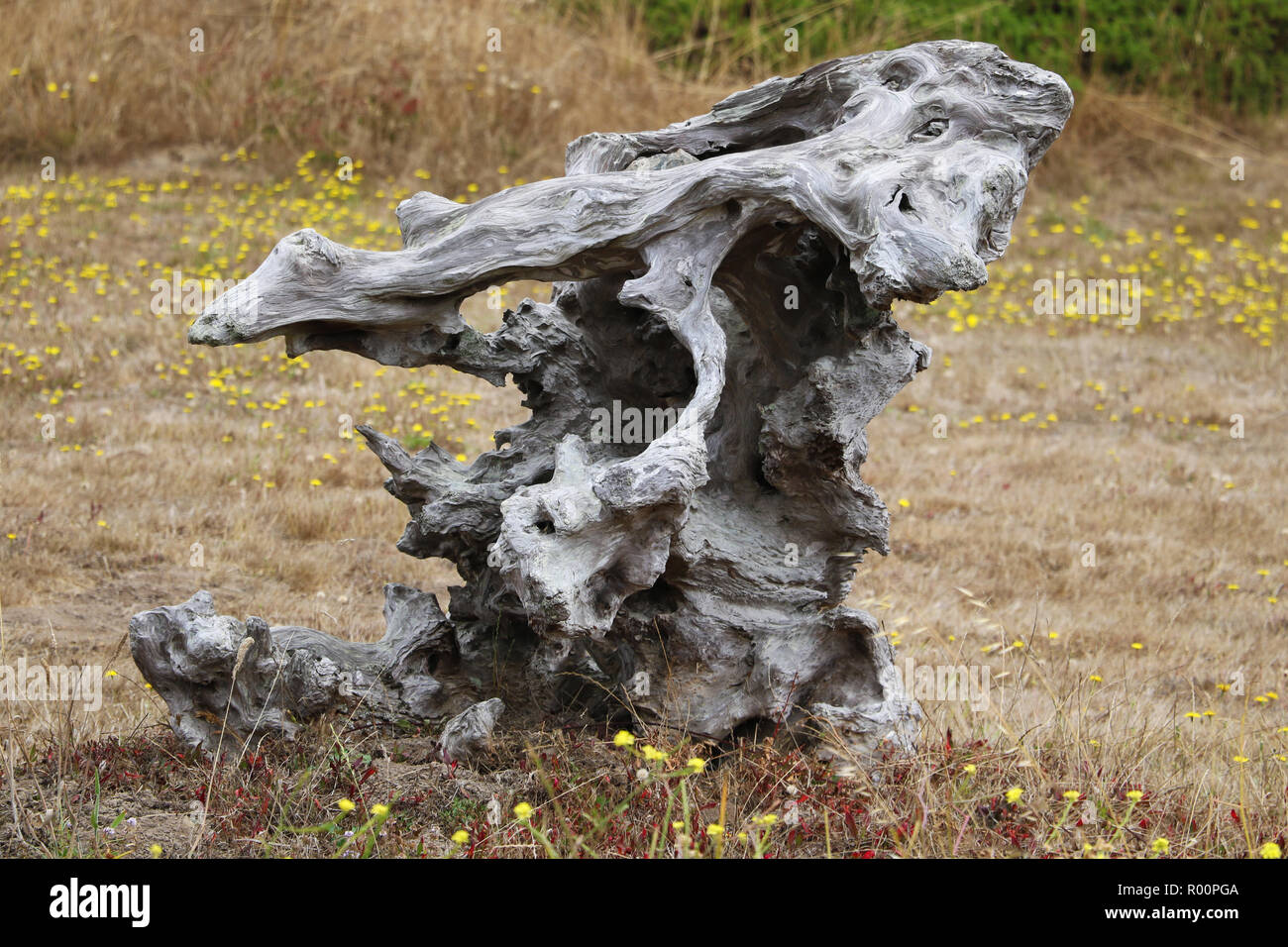 Trockene Peitsche der Nadelbaum, altes verwittertes Holz Relief. Stockfoto