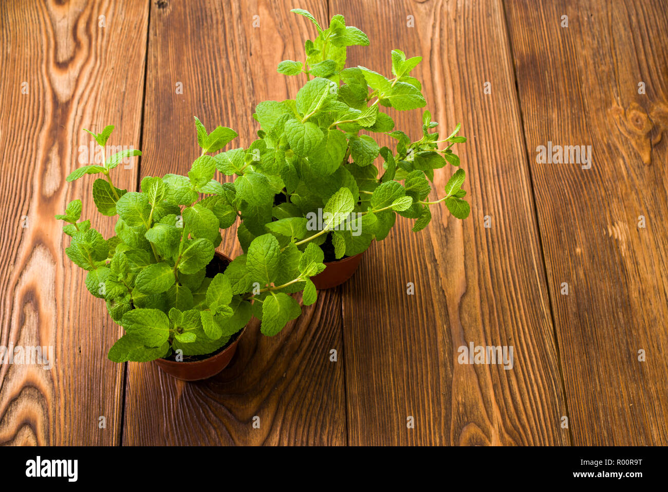 Mint Bush auf dem Tisch Stockfoto