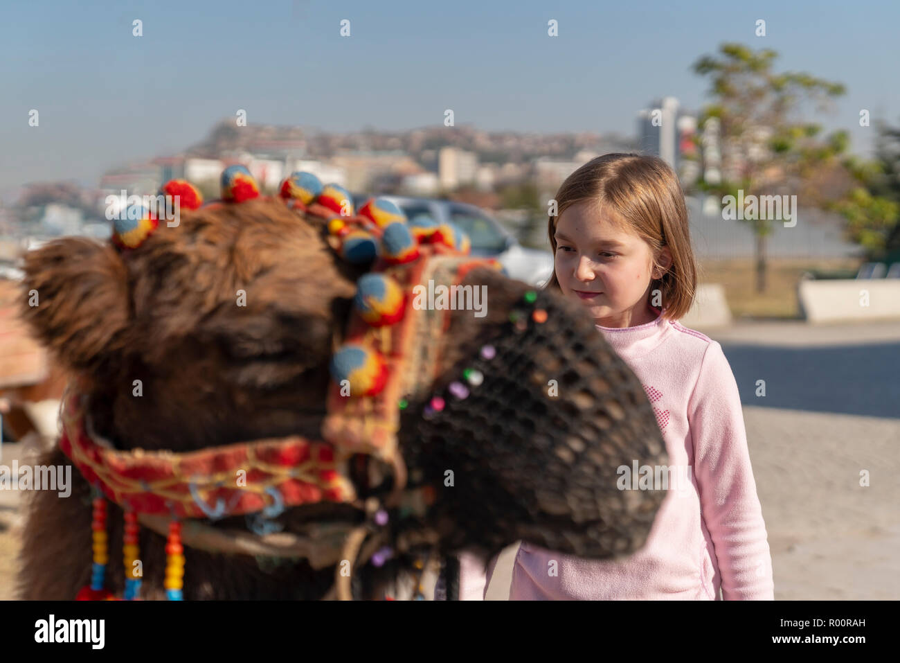 Camel Wrestling Stockfotos und -bilder Kaufen - Alamy