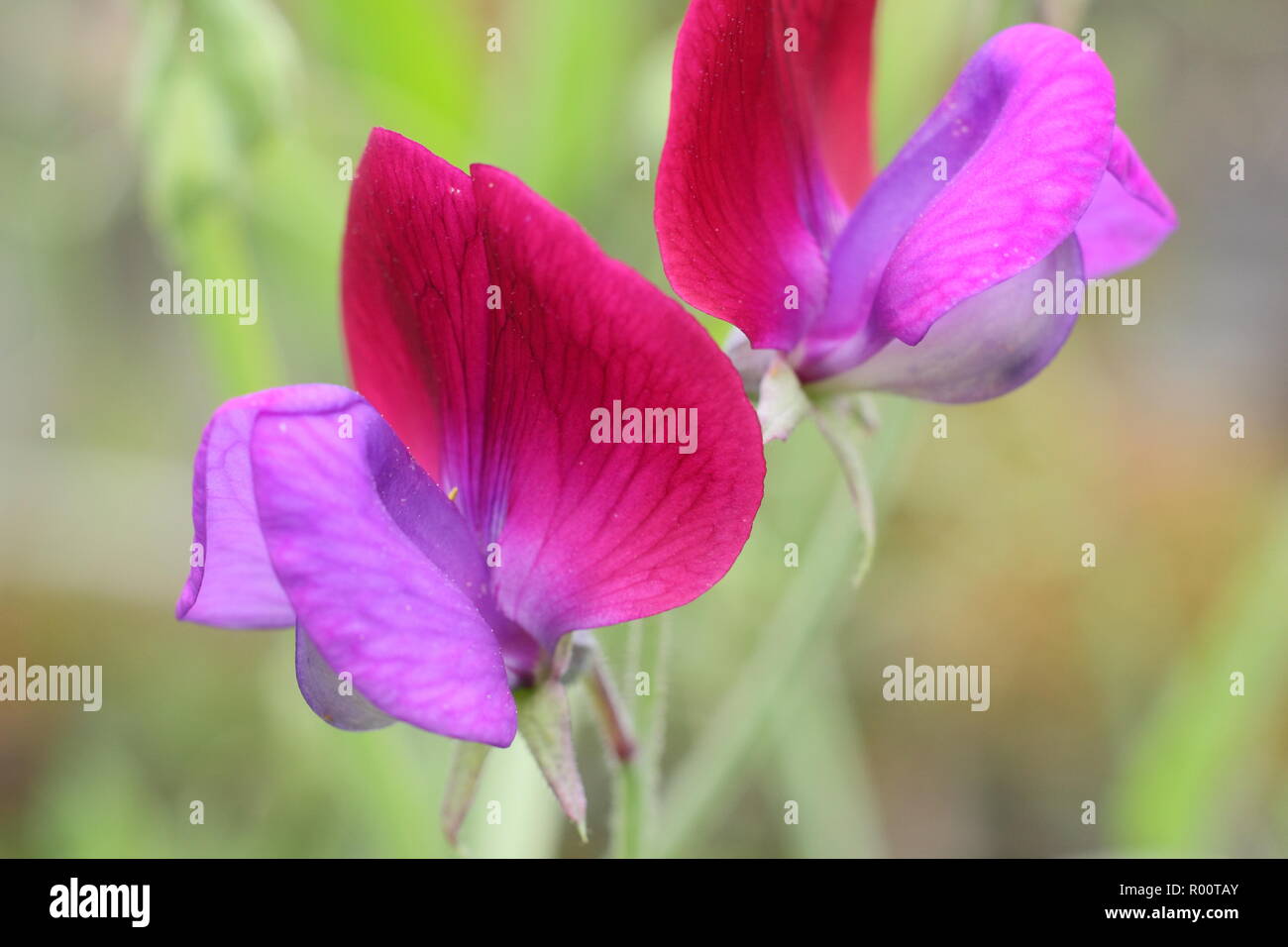 Lathyrus Odoratus. Sweet Pea" Cupani 'Blumen in einem Englischen Garten, Sommer, Großbritannien. Die original Sweet Pea. Stockfoto