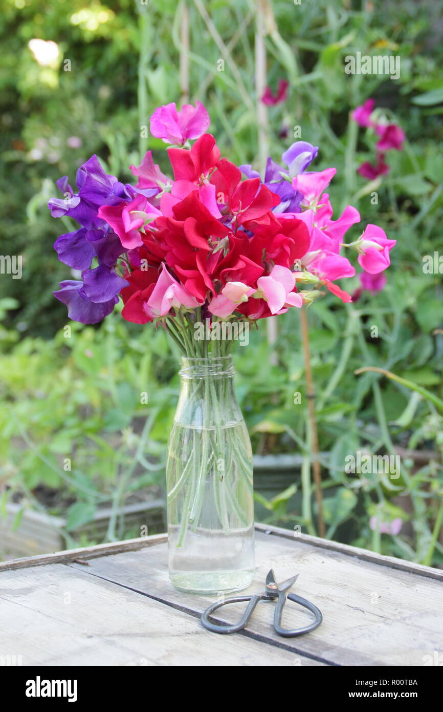 Lathyrus Odoratus. Frisch gepflückte Bündel's Sweet Peas pencer' Vielfalt im Glas Vase in einem Englischen Garten, Sommer, Großbritannien Stockfoto