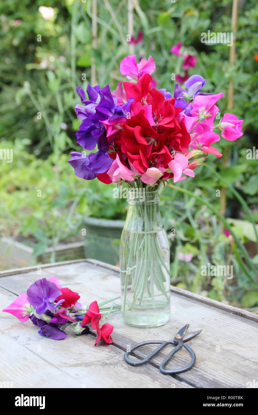 Lathyrus Odoratus. Frisch gepflückte Bündel's Sweet Peas pencer' Vielfalt im Glas Vase in einem Englischen Garten, Sommer, Großbritannien Stockfoto