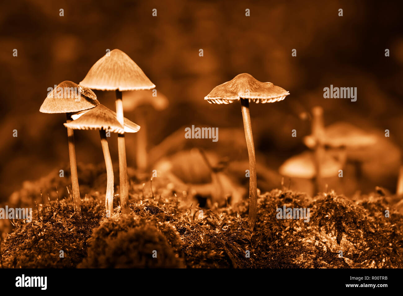 Gruppe Wald ungenießbare Pilze der späten Herbst. Sepia Stockfoto